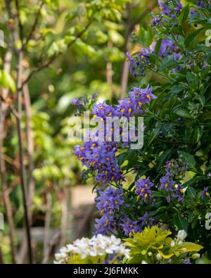 Plante d'escalade de la pomme de terre chilienne également connue sous le nom de Solanum crispum, avec des éclats de fleurs pourpres et jaunes. Photographié dans un jardin de banlieue à Pinner, Royaume-Uni Banque D'Images