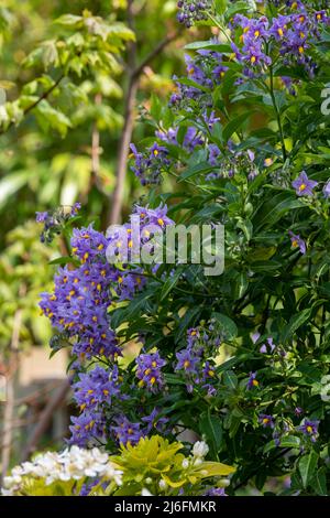 Plante d'escalade de la pomme de terre chilienne également connue sous le nom de Solanum crispum, avec des éclats de fleurs pourpres et jaunes. Photographié dans un jardin de banlieue à Pinner, Royaume-Uni Banque D'Images