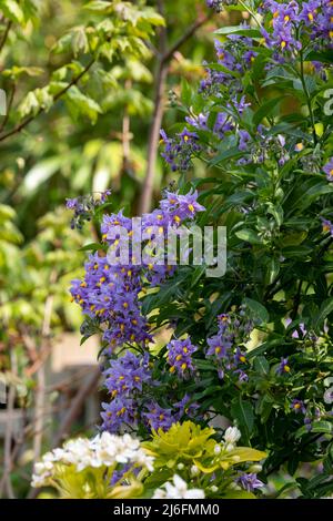 Plante d'escalade de la pomme de terre chilienne également connue sous le nom de Solanum crispum, avec des éclats de fleurs pourpres et jaunes. Photographié dans un jardin de banlieue à Pinner, Royaume-Uni Banque D'Images