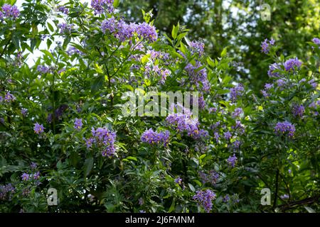 Plante d'escalade de la pomme de terre chilienne également connue sous le nom de Solanum crispum, avec des éclats de fleurs pourpres et jaunes. Photographié dans un jardin de banlieue à Pinner, Royaume-Uni Banque D'Images