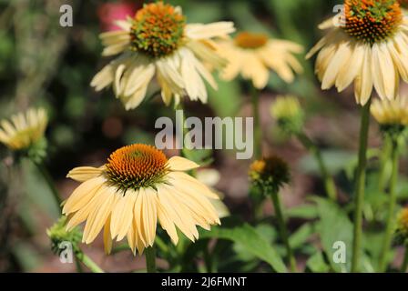 Cône jaune fleur Banque D'Images