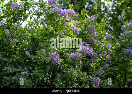 Plante d'escalade de la pomme de terre chilienne également connue sous le nom de Solanum crispum, avec des éclats de fleurs pourpres et jaunes. Photographié dans un jardin de banlieue à Pinner, Royaume-Uni Banque D'Images