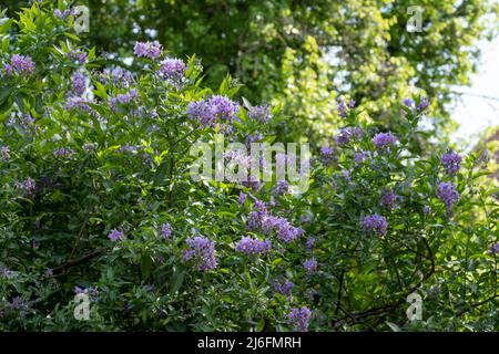 Plante d'escalade de la pomme de terre chilienne également connue sous le nom de Solanum crispum, avec des éclats de fleurs pourpres et jaunes. Photographié dans un jardin de banlieue à Pinner, Royaume-Uni Banque D'Images