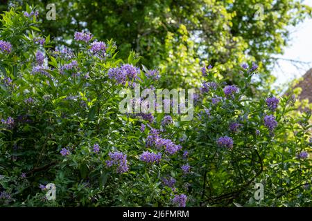 Plante d'escalade de la pomme de terre chilienne également connue sous le nom de Solanum crispum, avec des éclats de fleurs pourpres et jaunes. Photographié dans un jardin de banlieue à Pinner, Royaume-Uni Banque D'Images