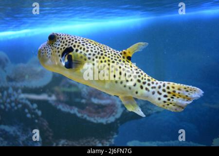 Jaune Arothron meleagris, doré puffeur guineafhibou puffer poisson sous l'eau. Poisson tropical jaune. Poisson fugu. Jaune à pois noirs (ou à motif chien) (Aroth Banque D'Images