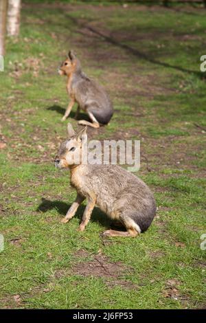 Le Maras, Whipsnade Zoo, Angleterre. Banque D'Images