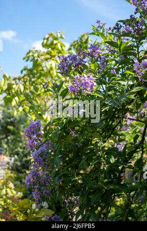 Plante d'escalade de la pomme de terre chilienne également connue sous le nom de Solanum crispum, avec des éclats de fleurs pourpres et jaunes. Photographié dans un jardin de banlieue à Pinner, Royaume-Uni Banque D'Images