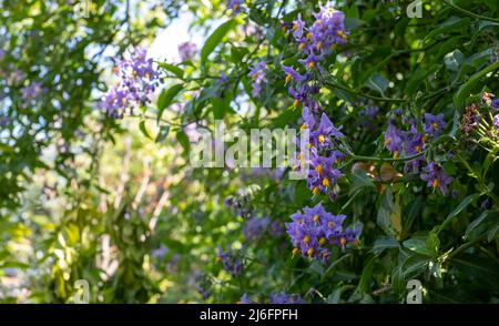 Plante d'escalade de la pomme de terre chilienne également connue sous le nom de Solanum crispum, avec des éclats de fleurs pourpres et jaunes. Photographié dans un jardin de banlieue à Pinner, Royaume-Uni Banque D'Images