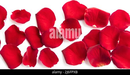 Gros plan de pétales de rose rouges dispersés sur une table blanche. Banque D'Images