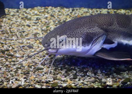 Vue rapprochée des poissons-chats nageant dans un grand aquarium public à l'aquarium. C'est un poisson-feuille (Phractocephalus hemioliopterus), photographié dans Banque D'Images