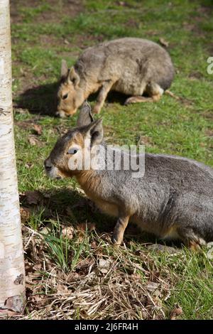 Le Maras, Whipsnade Zoo, Angleterre. Banque D'Images