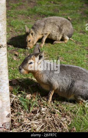 Le Maras, Whipsnade Zoo, Angleterre. Banque D'Images