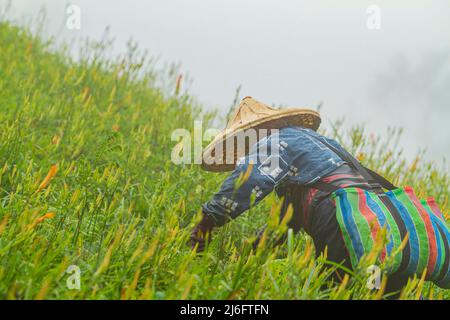 L'agriculteur était occupé à récolter le jour à Sixty Stone Mountain à Hualien, Taiwan Banque D'Images