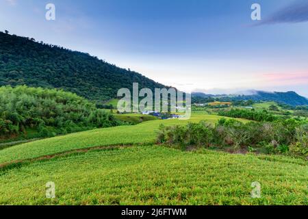 Vue du matin sur les nénuphars orange et le paysage à Hualien, Taïwan Banque D'Images