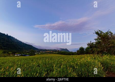 Vue du matin sur les nénuphars orange et le paysage à Hualien, Taïwan Banque D'Images