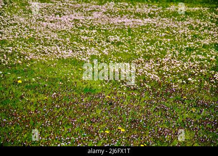 Prairie en fleur avec de petites fleurs printanières à la fin d'avril à Lakewood, Ohio Banque D'Images