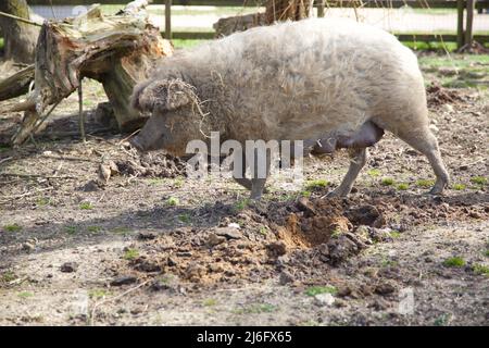 Mangalitsa Pig, Whipsnade Zoo, Beds, Angleterre. Banque D'Images