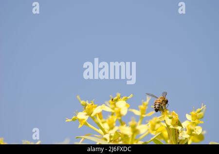 Abeille occidentale Apis mellifera sur les fleurs de l'Euphorbia berthelotii. Targa. Alajero. La Gomera. Îles Canaries. Espagne. Banque D'Images