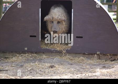 Mangalitsa Pig, Whipsnade Zoo, Beds, Angleterre. Banque D'Images