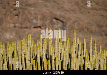 Troncs d'Euphorbia canariensis. El Repecho. Alajero. La Gomera. Îles Canaries. Espagne. Banque D'Images