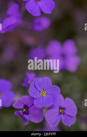 photo de fleurs de printemps sur fond naturel Banque D'Images