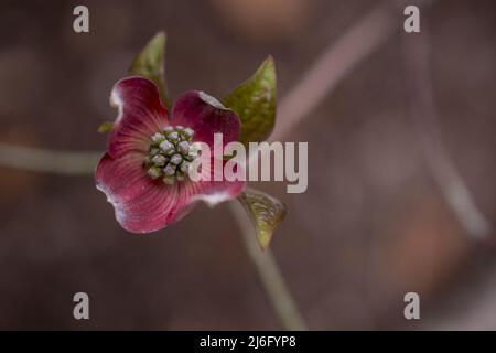 photo de fleurs de printemps sur fond naturel Banque D'Images