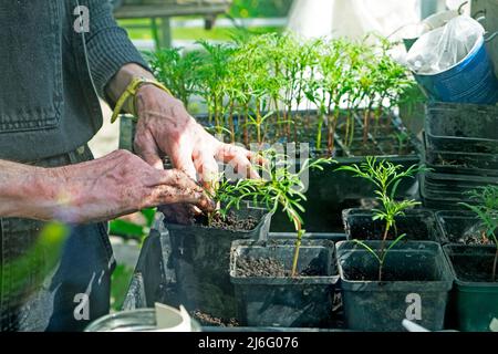 Mains d'une femme âgée âgée mature travaillant à la maison dans la serre empotant des plants de cosmos dans le plateau de graines printemps pays de Galles UK KATHY DEWITT Banque D'Images