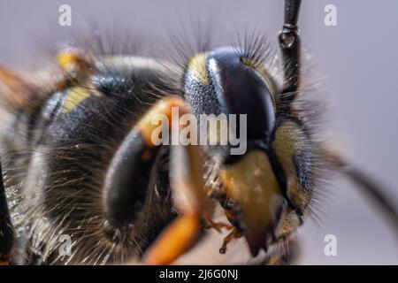 Super macro, gros plan extrême d'une guêpe. Banque D'Images