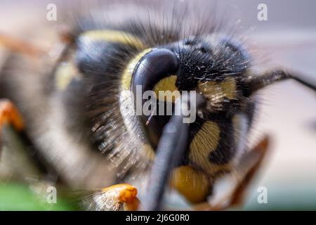 Super macro, gros plan extrême d'une guêpe. Banque D'Images