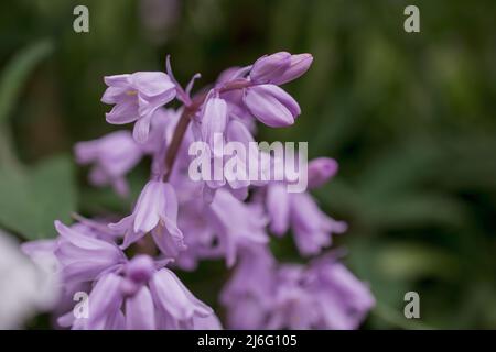 photo de fleurs de printemps sur fond naturel Banque D'Images