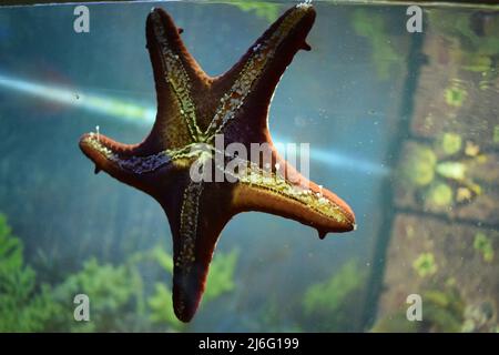 étoile de mer sur fond de couleur aquatique. vue sur un étoile de mer situé sur le verre d'un aquarium Banque D'Images