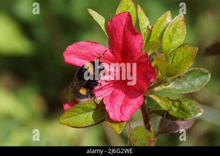 Gros plan sur les espèces d'abeilles bourdonnantes du complexe Bombus lucorum, famille des Apidae à fleurs Azalea, Rhododendron section Tsutsusi. Sous-genre Azaleastrum. Banque D'Images