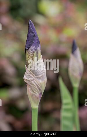photo de fleurs de printemps sur fond naturel Banque D'Images