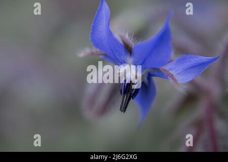 photo de fleurs de printemps sur fond naturel Banque D'Images