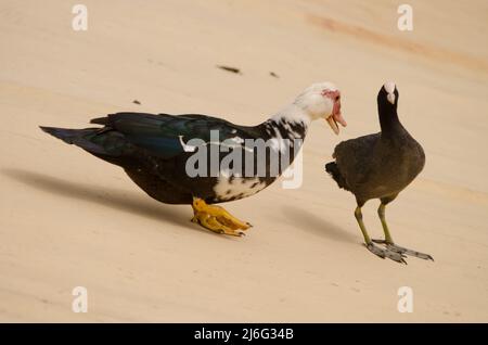 Canard mouscovy domestique C. moschata domestica menaçant un coot eurasien Fulica atra. Barrage de Cabecita. Vallehermoso. La Gomera. Îles Canaries. Espagne. Banque D'Images