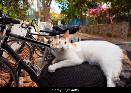 Chat errant d'Istanbul. Un chat errant sur le vélo dans la rue de Buyukada dans les îles Princes. Banque D'Images