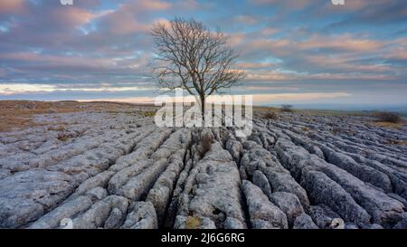 Malham, Royaume-Uni - 28 mars 2022 : The Lone Tree at Malham Ling Banque D'Images