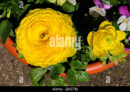 Perse Buttercup, Ranunculus asiticus, floraison à Pruhonice, République tchèque, le 28 avril 2022. (CTK photo/Libor Sojka) Banque D'Images