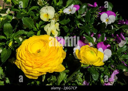 Perse Buttercup, Ranunculus asiticus, floraison à Pruhonice, République tchèque, le 28 avril 2022. (CTK photo/Libor Sojka) Banque D'Images