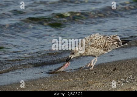 Mouette attrapait un poisson Banque D'Images