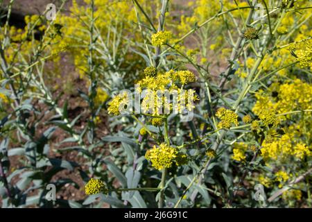 Isatis tinctoria, laine, laine de prière, ou plante à fleurs de glastum avec des fleurs jaune vif au printemps. Coloris bleu indigo. Banque D'Images