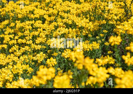 Genista hispanica subsp. Occidentalis, balai espagnol ou gorse ou plantes anlaga avec des fleurs jaune vif et un premier plan flou Banque D'Images