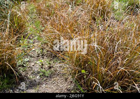 Carex testacea ou sédge de cheveux de Nouvelle-Zélande ou sédge d'orange plantes d'herbe ornementales avec des feuilles voûtrices brunes copéry Banque D'Images