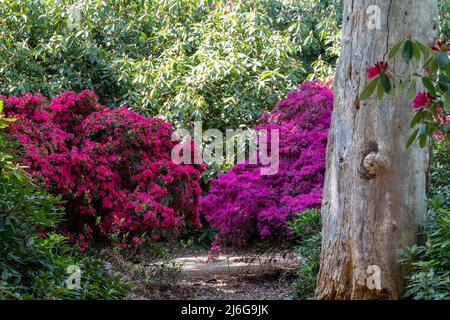 Fleurs de rhododendron rose vif, photographiées à la fin du printemps à Temple Gardens, Langley Park, Slough, Royaume-Uni. Banque D'Images