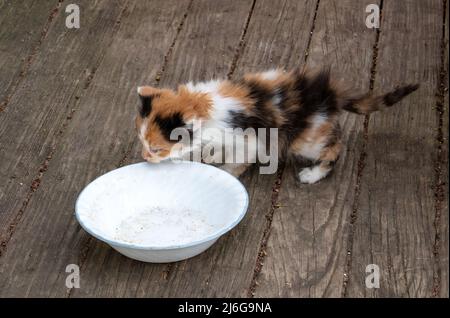 le chaton errant cherche de la nourriture sur le pont arrière Banque D'Images