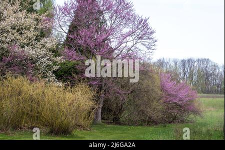 les arbres fleuris au printemps se brisent dans une variété de belles couleurs, en particulier le bourgeon rouge et les cerisiers en fleurs Banque D'Images