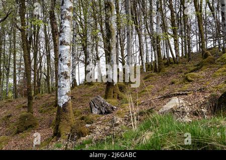 Bouleau argenté dans une forêt, Sutherlands Grove, Barcaldine, Écosse Banque D'Images