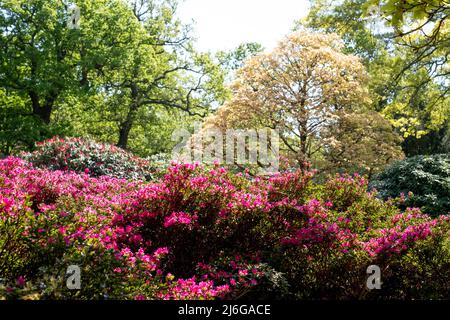 Fleurs de rhododendron rose vif, photographiées à la fin du printemps à Temple Gardens, Langley Park, Slough, Royaume-Uni. Banque D'Images