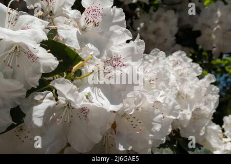 Superbes fleurs de rhododendron de couleur blanche, photographiées à la fin du printemps dans Temple Gardens, Langley Park, Slough UK. Banque D'Images