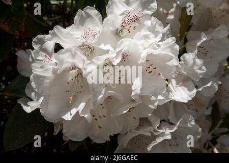 Superbes fleurs de rhododendron de couleur blanche, photographiées à la fin du printemps dans Temple Gardens, Langley Park, Slough UK. Banque D'Images